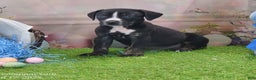 Catahoula Leopard Dog dogs for sale: Juliet 2025 Male 4 - Ad 2