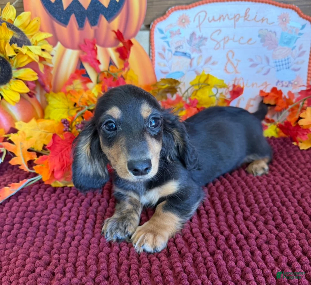 Miniature Dachshund dogs for sale: Ramsey - Ad 1