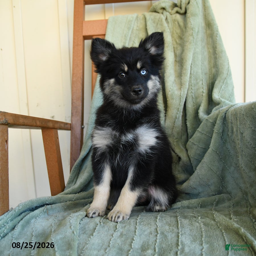 Pomsky dogs Zella - Ad 1