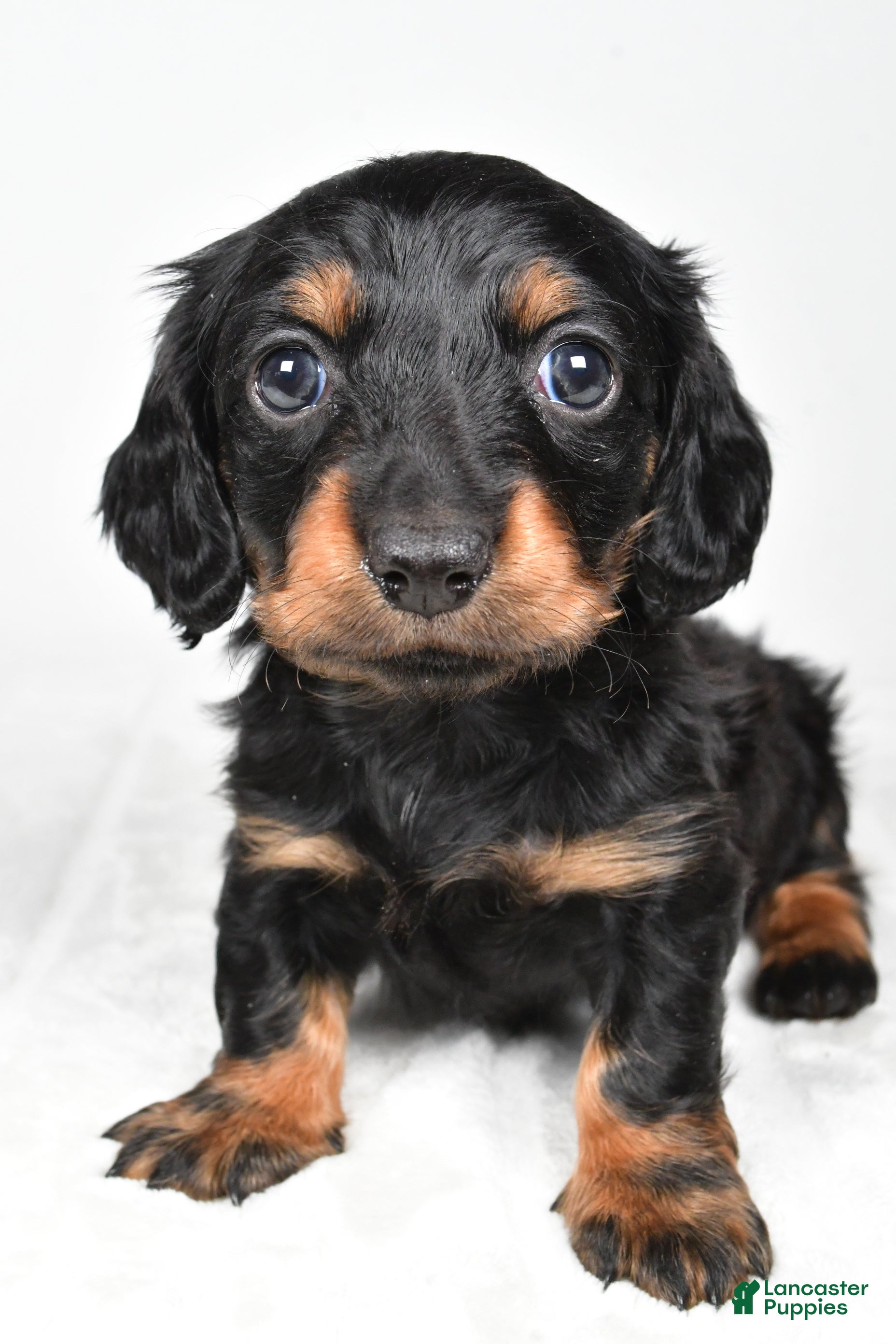 Miniature Dachshund dogs Cassidy - Ad 1