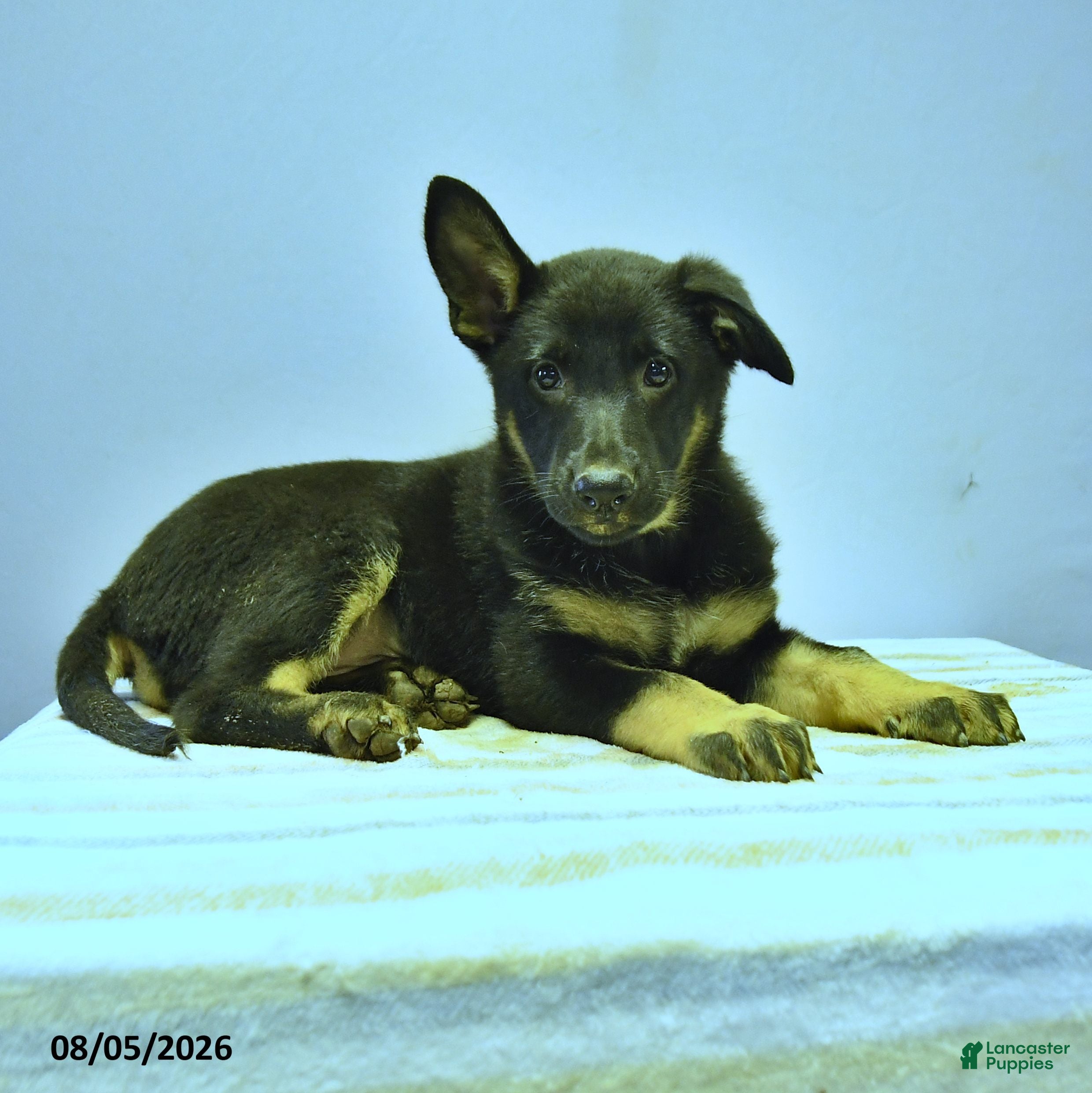 German Shepherd dogs Fable - Ad 2