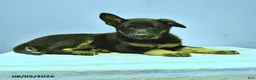 German Shepherd dogs for sale: Fable - Ad 7
