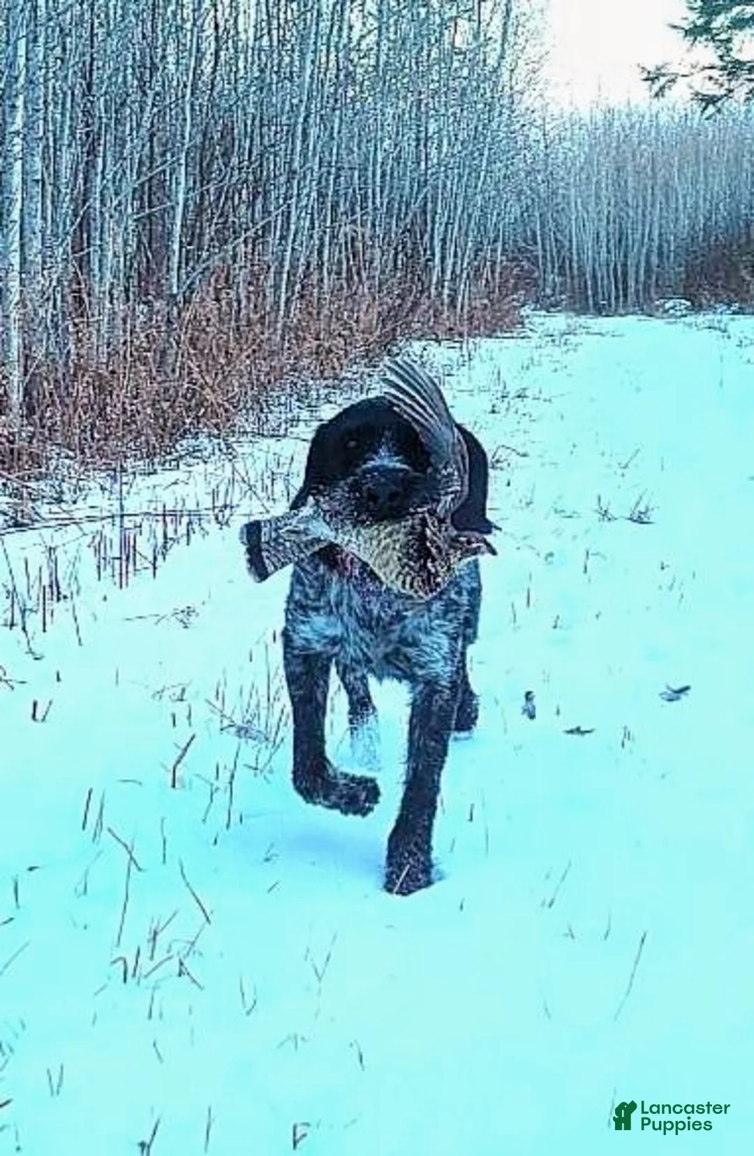 German Wirehaired Pointer dogs for sale: German Wirehaired Pointer Puppy 6 - Ad 26