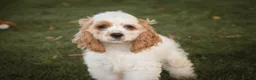 Cocker Spaniel dogs for sale: Ash Cocker Spaniel  - Ad 4