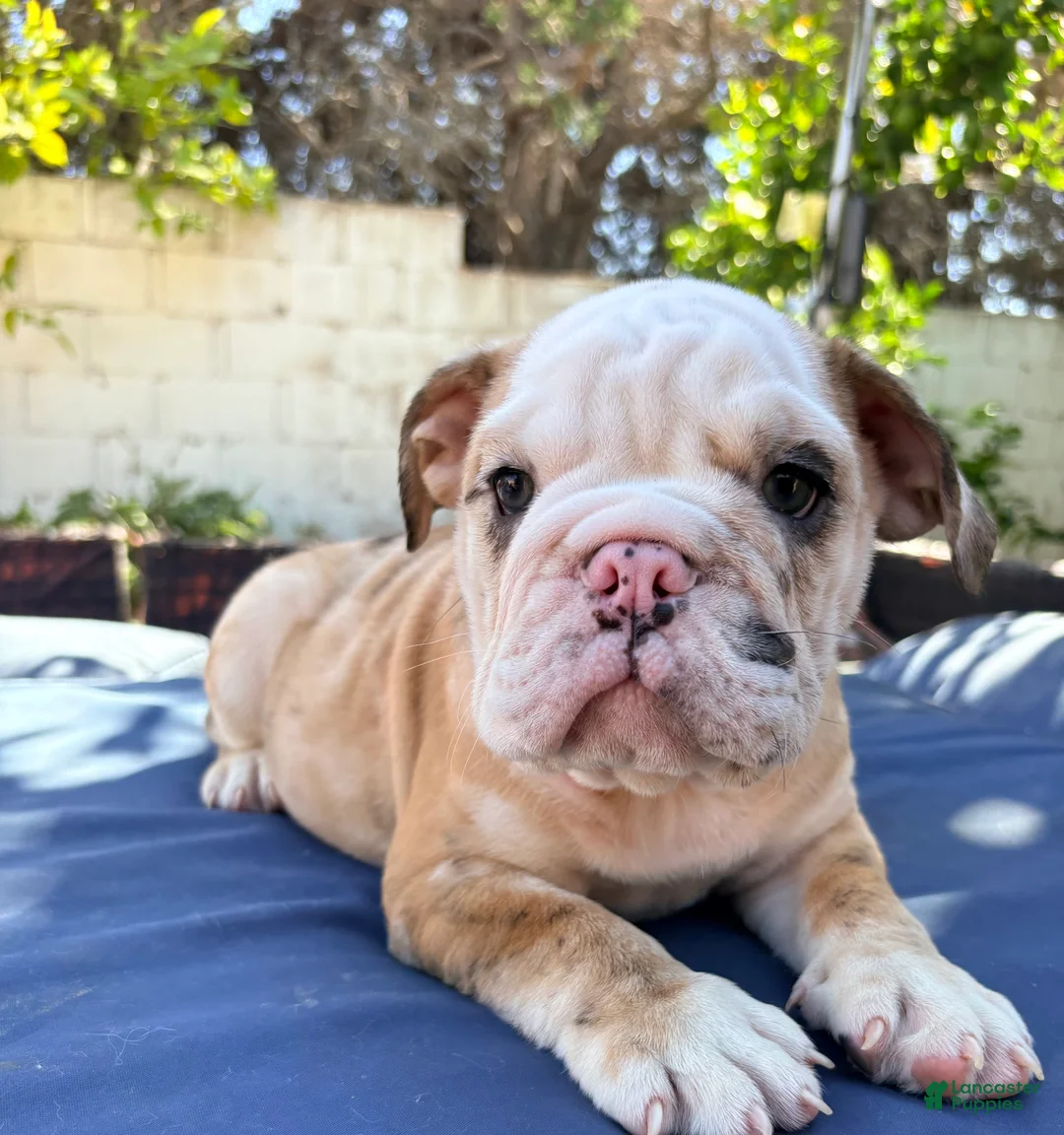 English Bulldog dogs for sale: Baby dime /mini bulldog - Ad 1