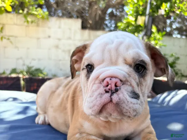 English Bulldog dogs for sale: Baby dime /mini bulldog - Ad 1