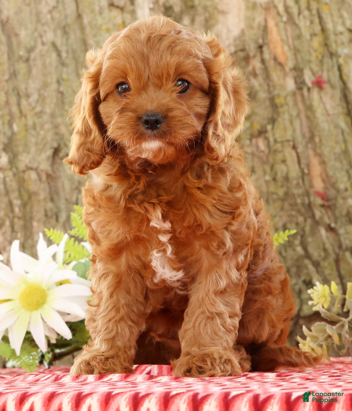 Cavapoo dogs for sale: Jimmy - Ad 1
