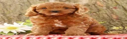 Cavapoo dogs for sale: Jimmy - Ad 1