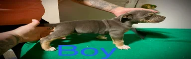 American Bully Puppy 1