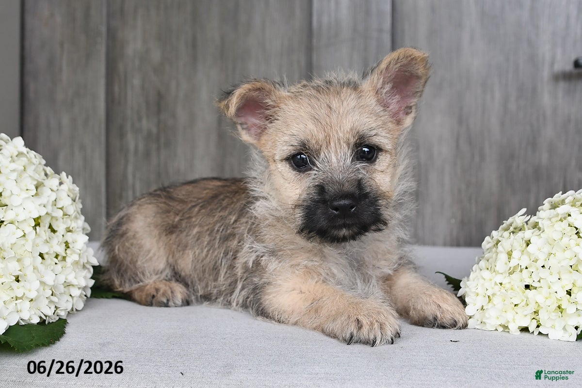 Cairn Terrier dogs Amber - Ad 1