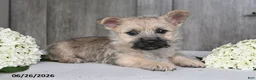 Cairn Terrier dogs for sale: Amber - Ad 6