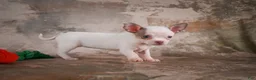 Chihuahua dogs for sale: Emmy - Ad 5