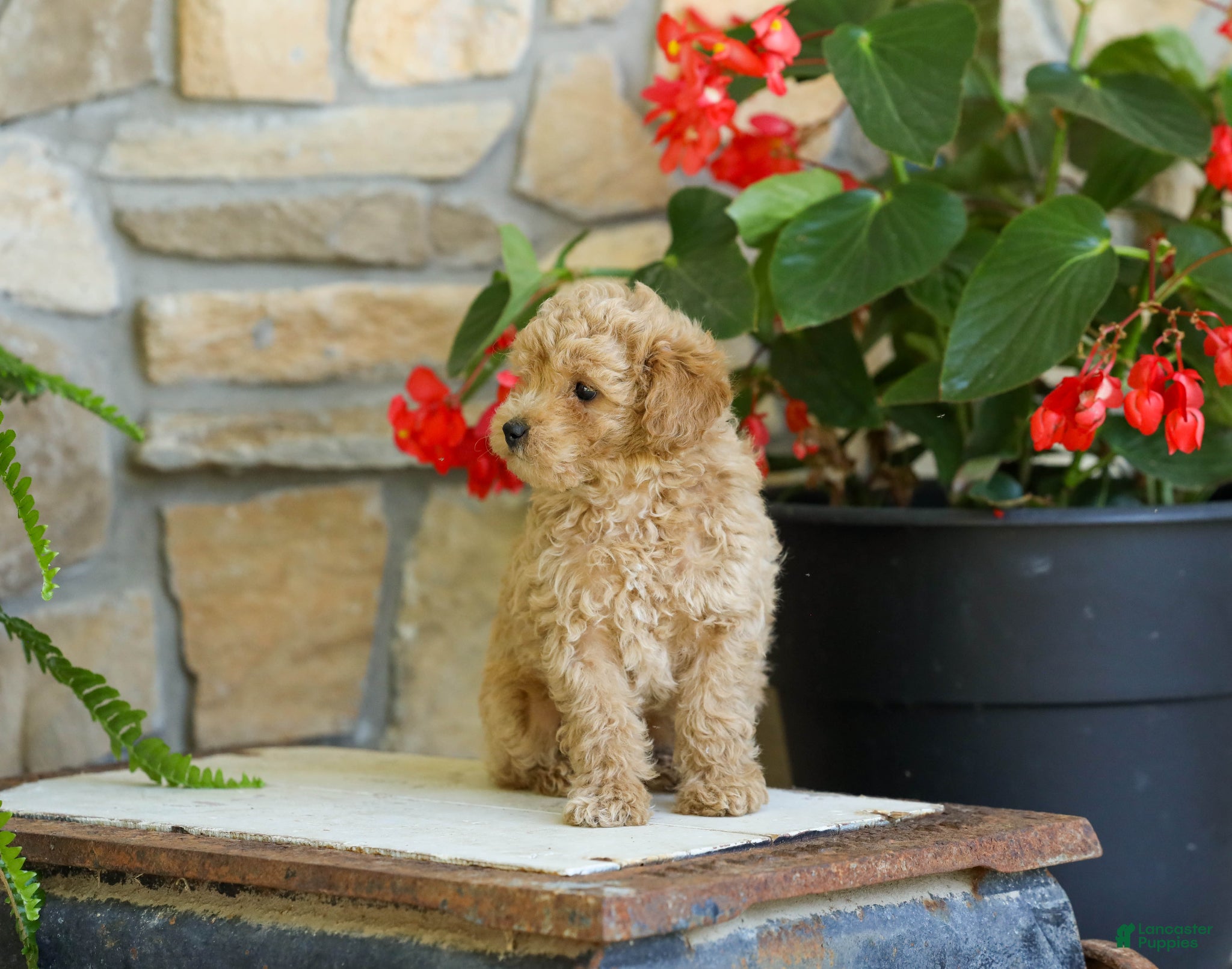 Miniature Poodle dogs AKC Leo - Ad 2