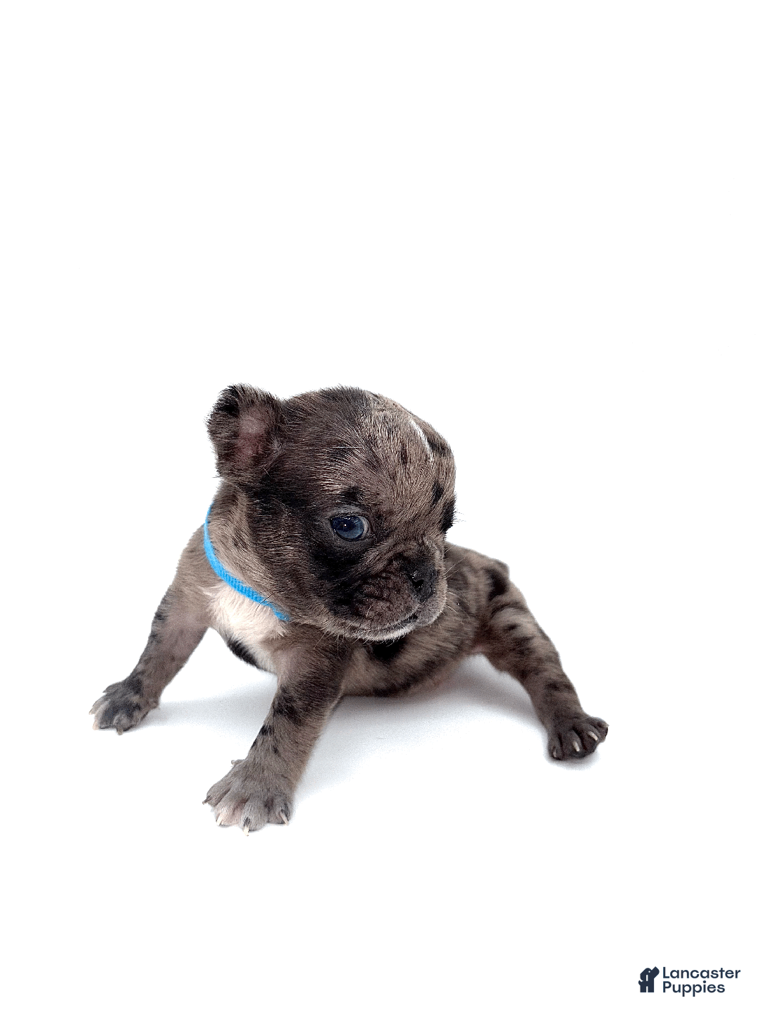 French Bulldog dogs for sale: French Bulldog Puppy 5 - Ad 3