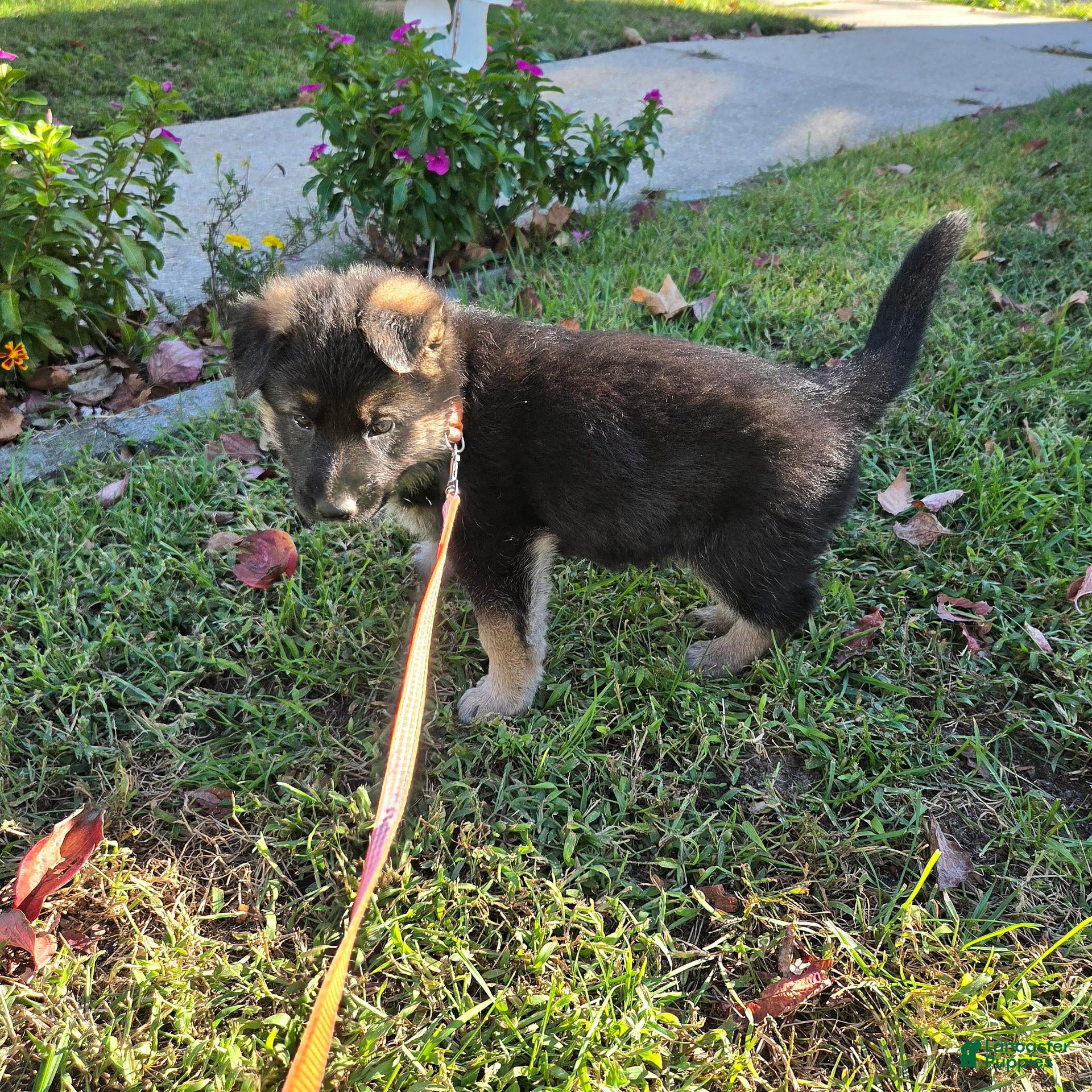German Shepherd dogs for sale: Carl - Ad 2