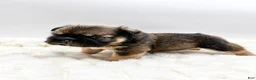 French Bulldog dogs for sale: Tomahawk  - Ad 8