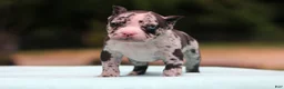 American Bully dogs for sale: Black Merle Male - Ad 6