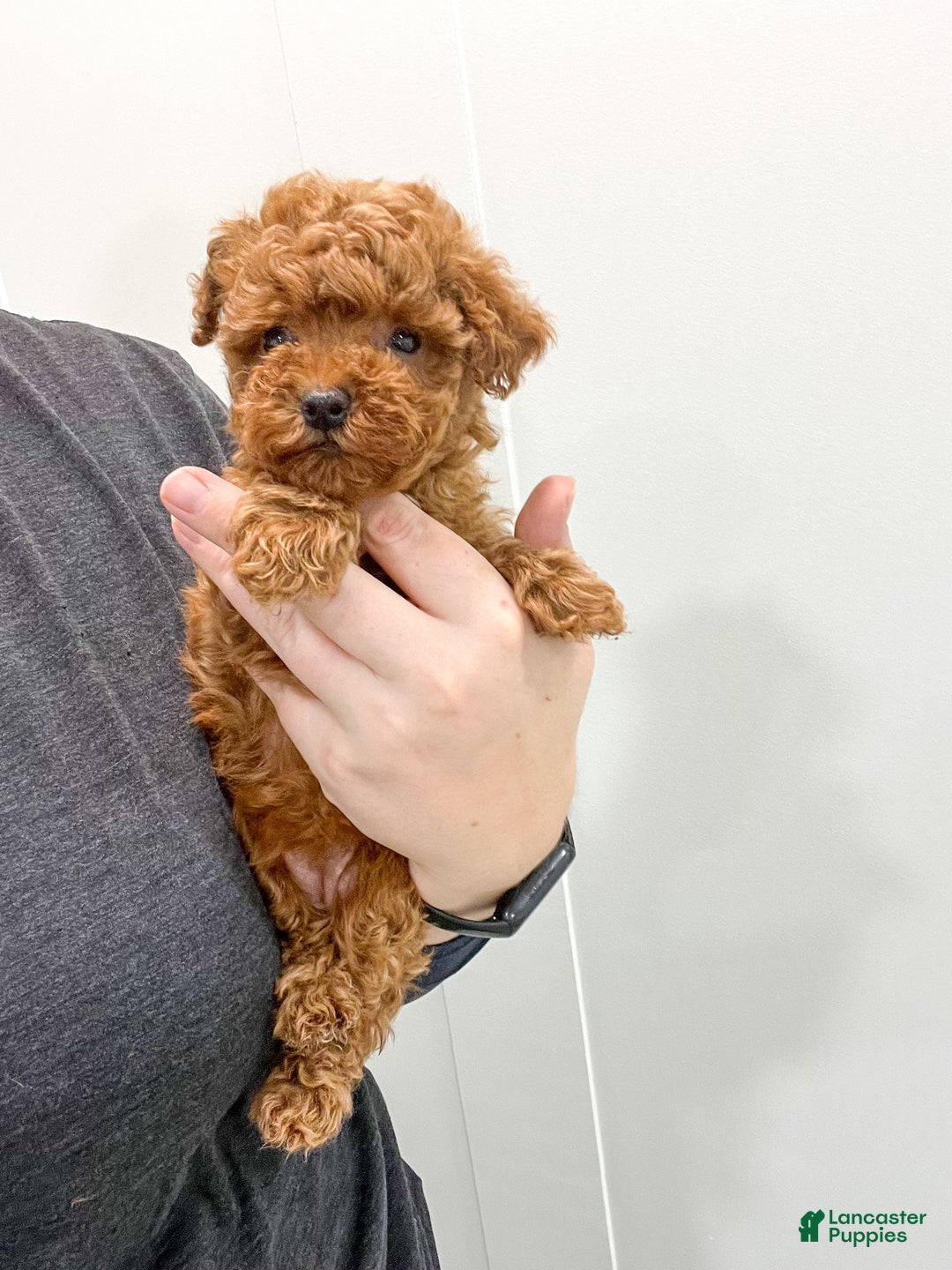 Toy Poodle dogs for sale: Hailey - Ad 6