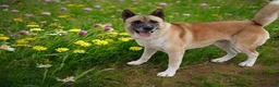 Akita dogs for sale: KJ - Ad 6