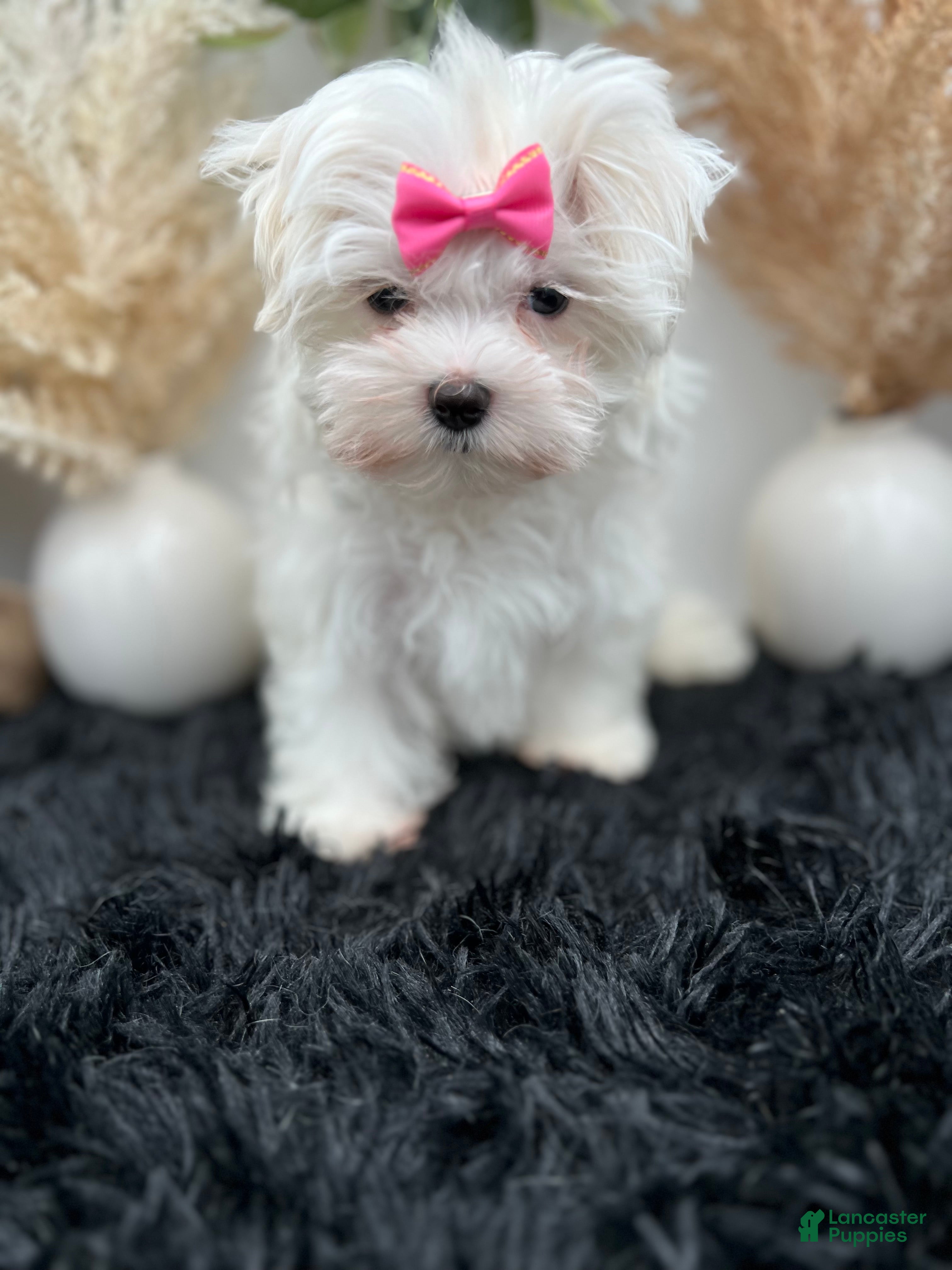 Maltese dogs AKC Pearl the Korean Maltese $3000 - Ad 2