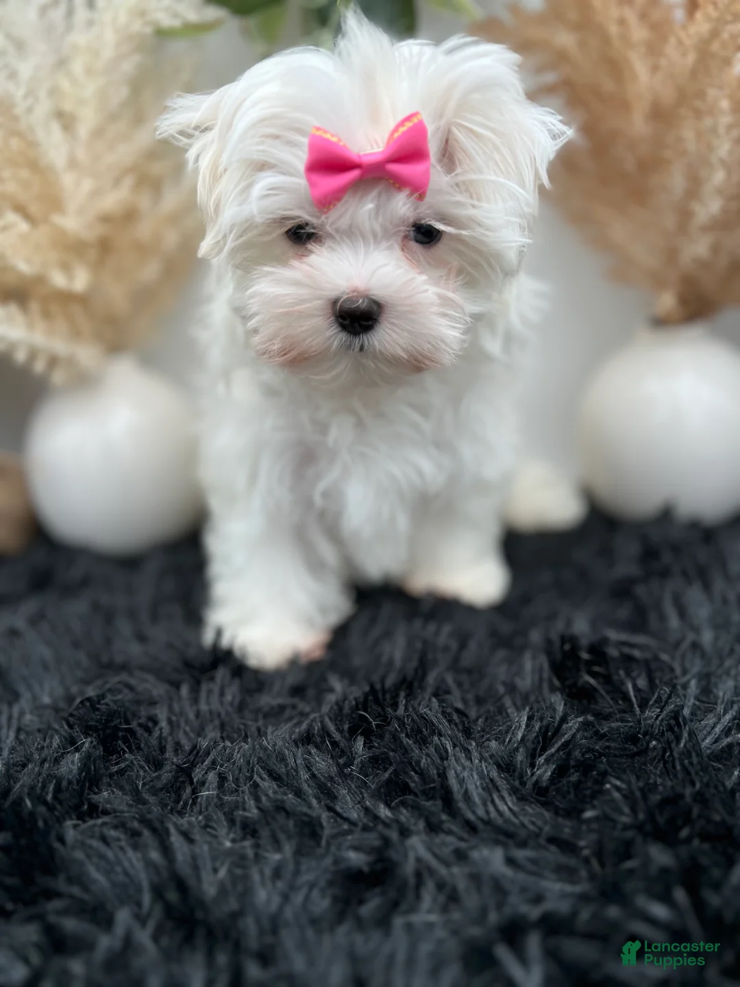Maltese dogs for sale: AKC Pearl the Korean Maltese $3000 - Ad 2