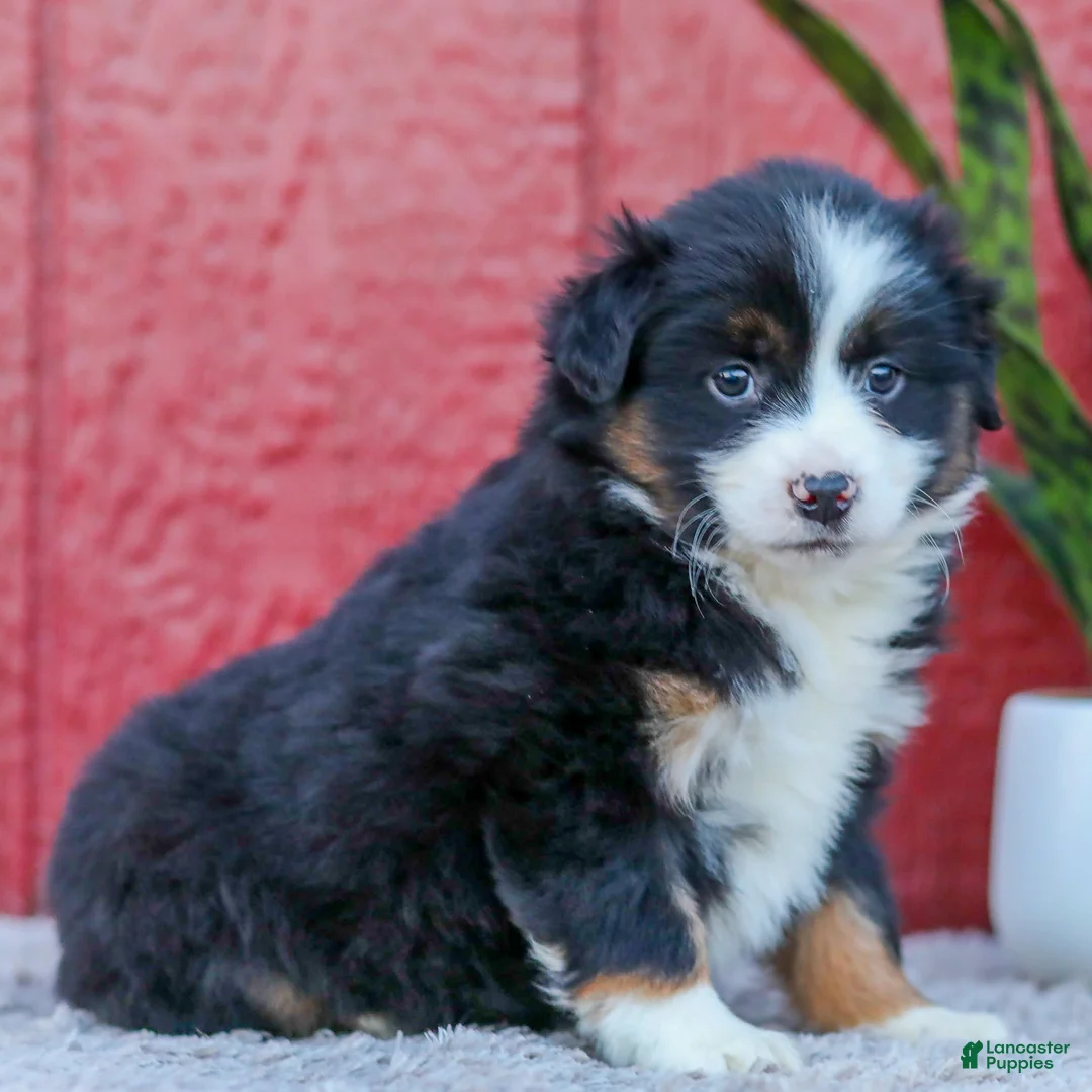 Miniature Australian Shepherd dogs for sale: Maggie - Ad 6