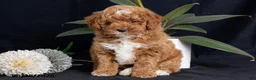 Miniature Poodle dogs for sale: Almond - Ad 2