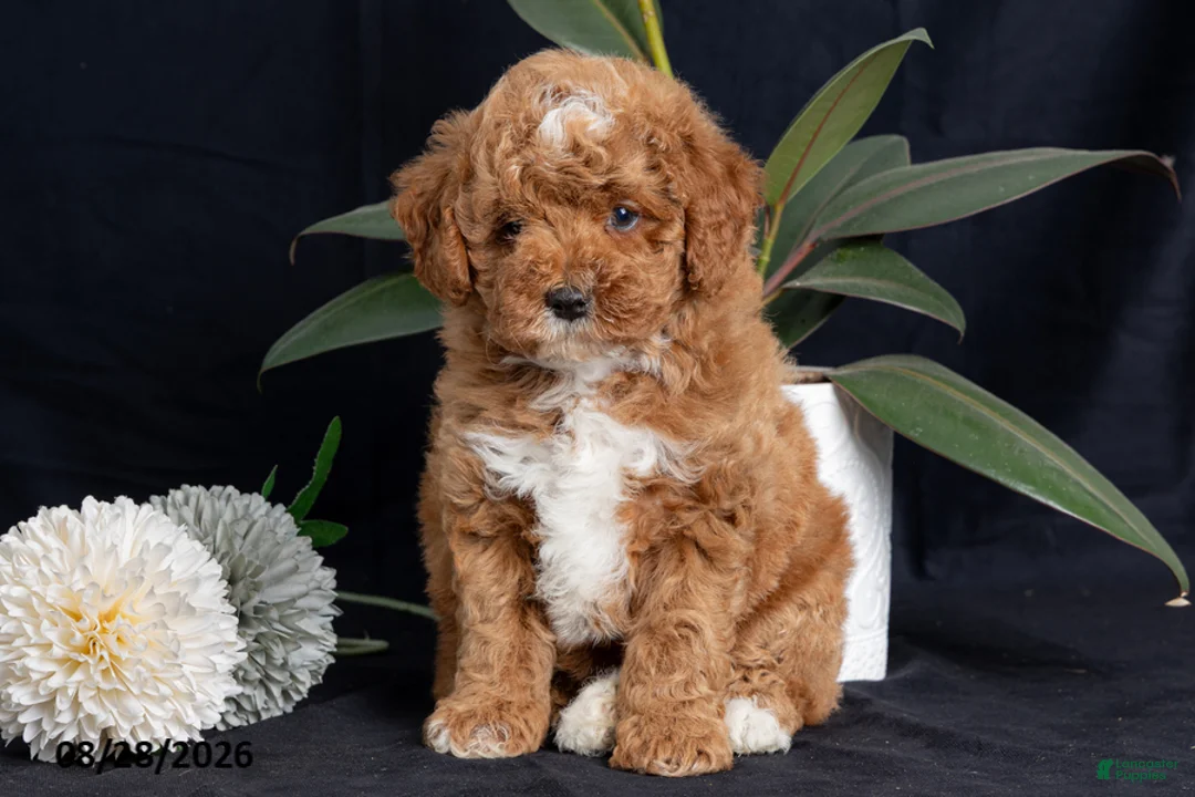 Miniature Poodle dogs for sale: Almond - Ad 2