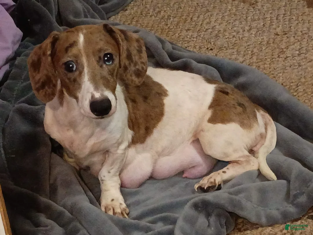 Miniature Dachshund dogs for sale: Miniature Dachshund Puppy 4 - Ad 3