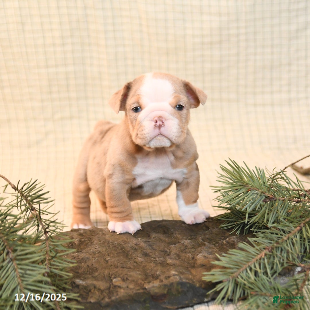 English Bulldog dogs for sale: Cappaccino - Ad 3