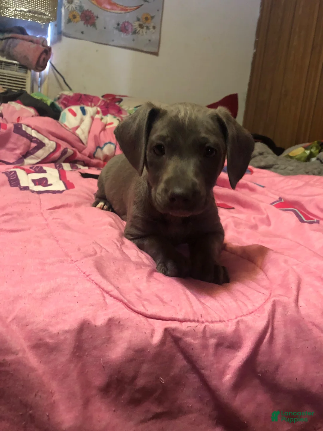 Mixed Breed dogs for sale: Pit wennie - Ad 2