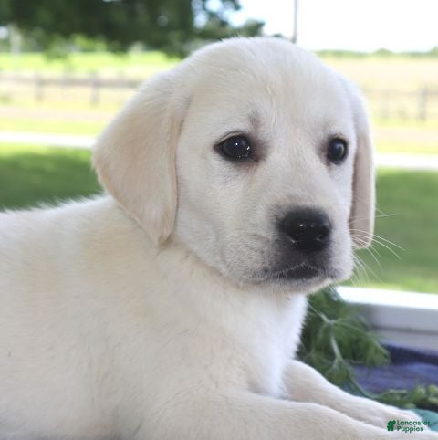 Labrador Retriever dogs Missy - Champ lines - Ad 2