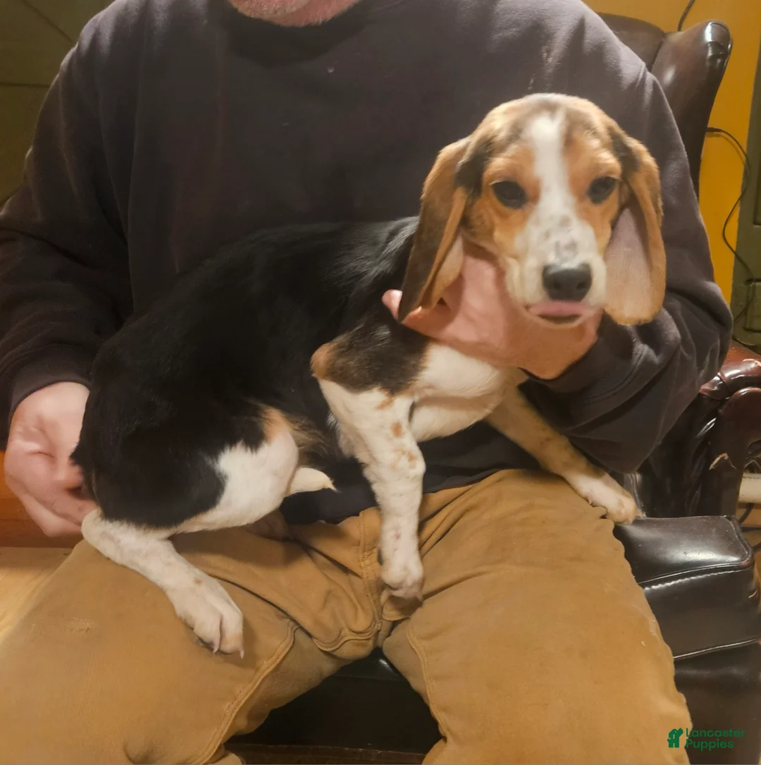 Beagle dogs for sale: Beagle Puppy 3 - Ad 2