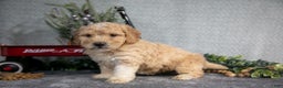 Miniature Poodle dogs for sale: Sylvie - Ad 2
