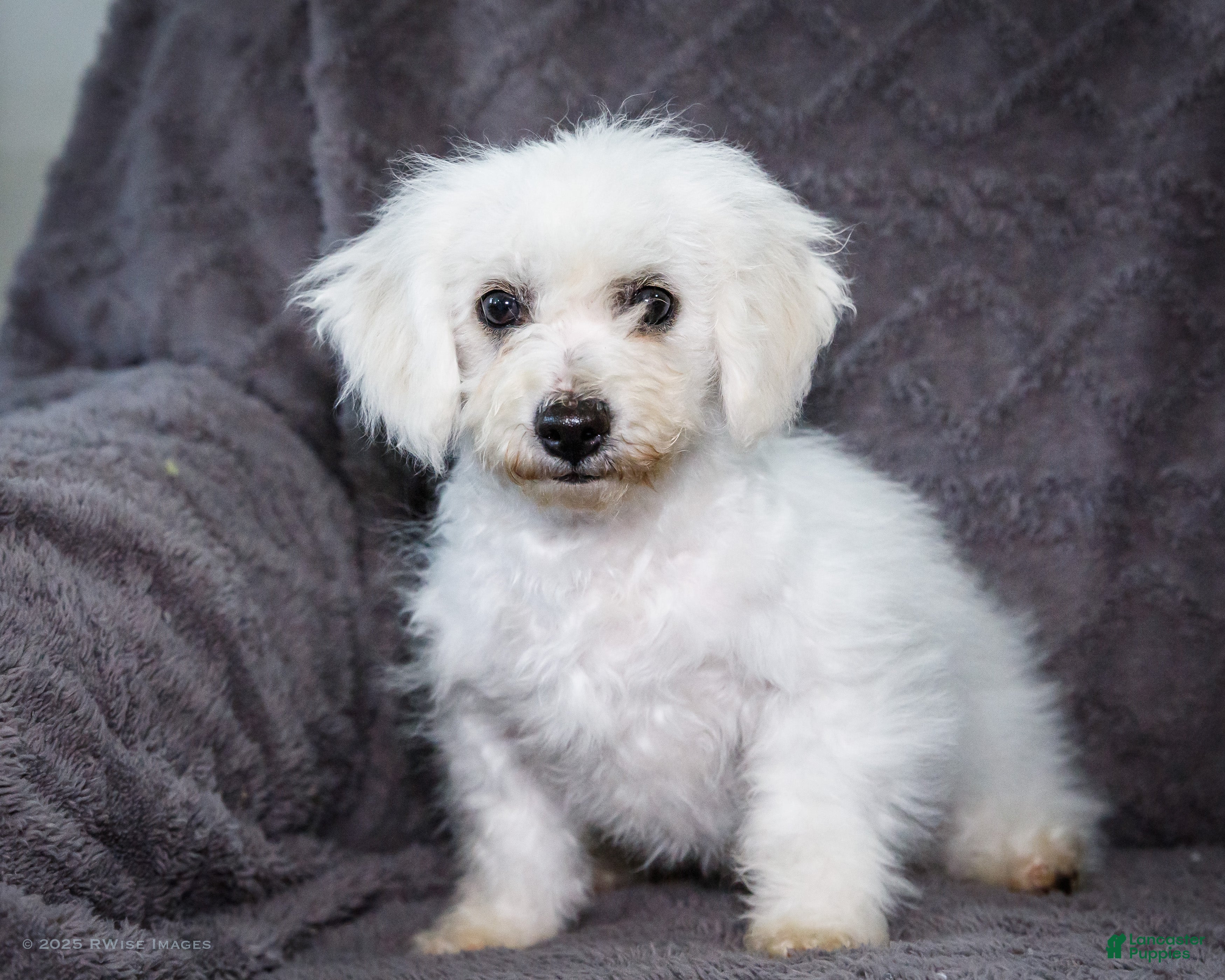 Bichon Frise dogs Jasper - Ad 25