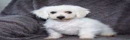Bichon Frise dogs for sale: Jasper - Ad 1