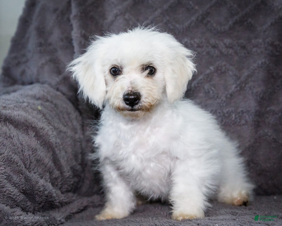 Bichon Frise dogs for sale: Jasper - Ad 1