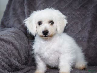Bichon Frise dogs Jasper - Ad 25