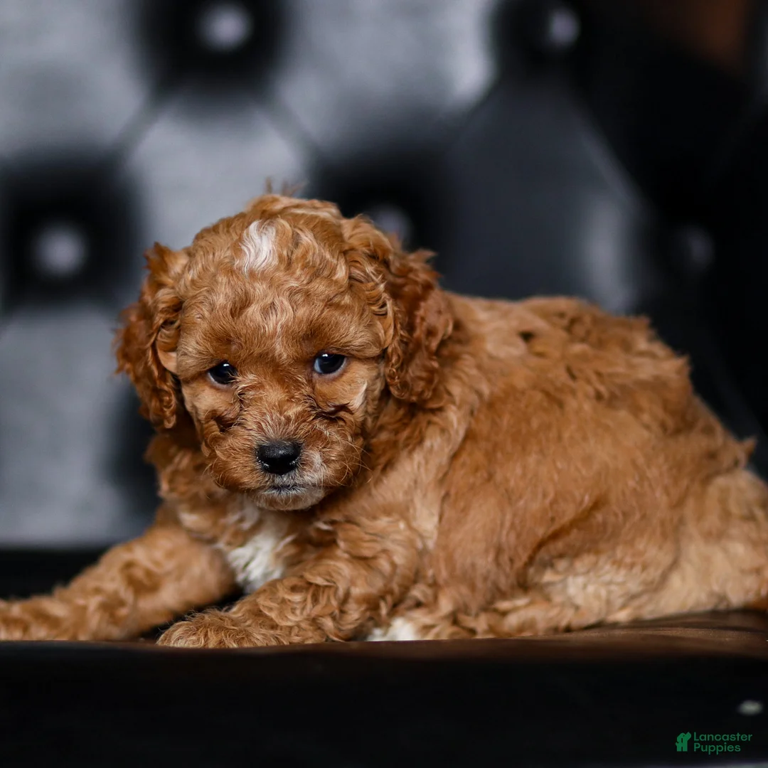 Mini Goldendoodle dogs for sale: Jessica - Ad 2