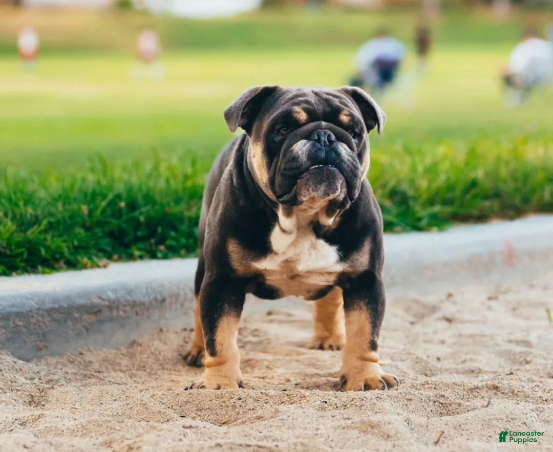 English Bulldog dogs for sale: Breeze - Ad 7