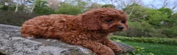 Cavapoo dogs for sale: Hudson - Ad 17
