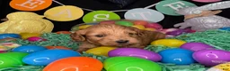 Cockapoo dogs for sale: Astro - Ad 6