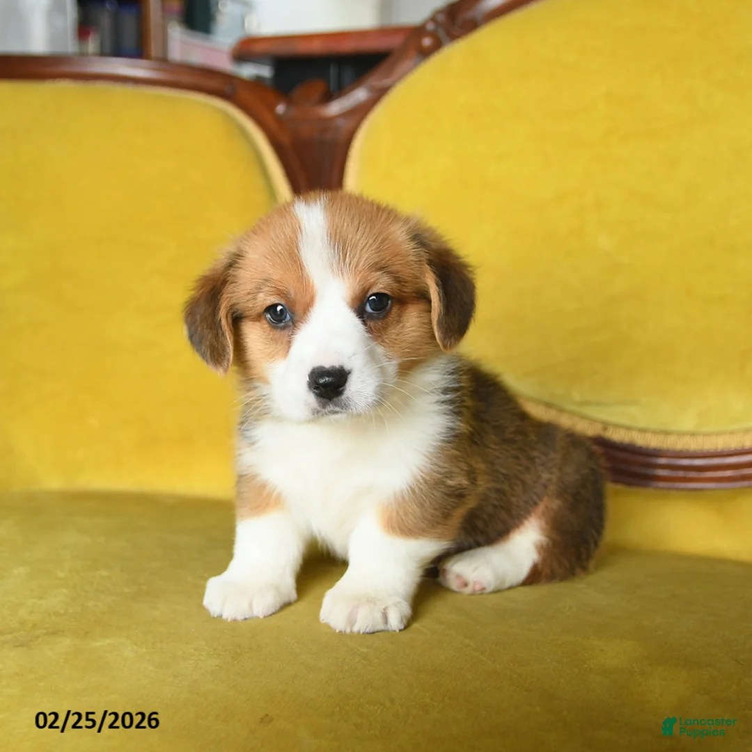 Welsh Corgi Pembroke dogs for sale: Tootle - Ad 4