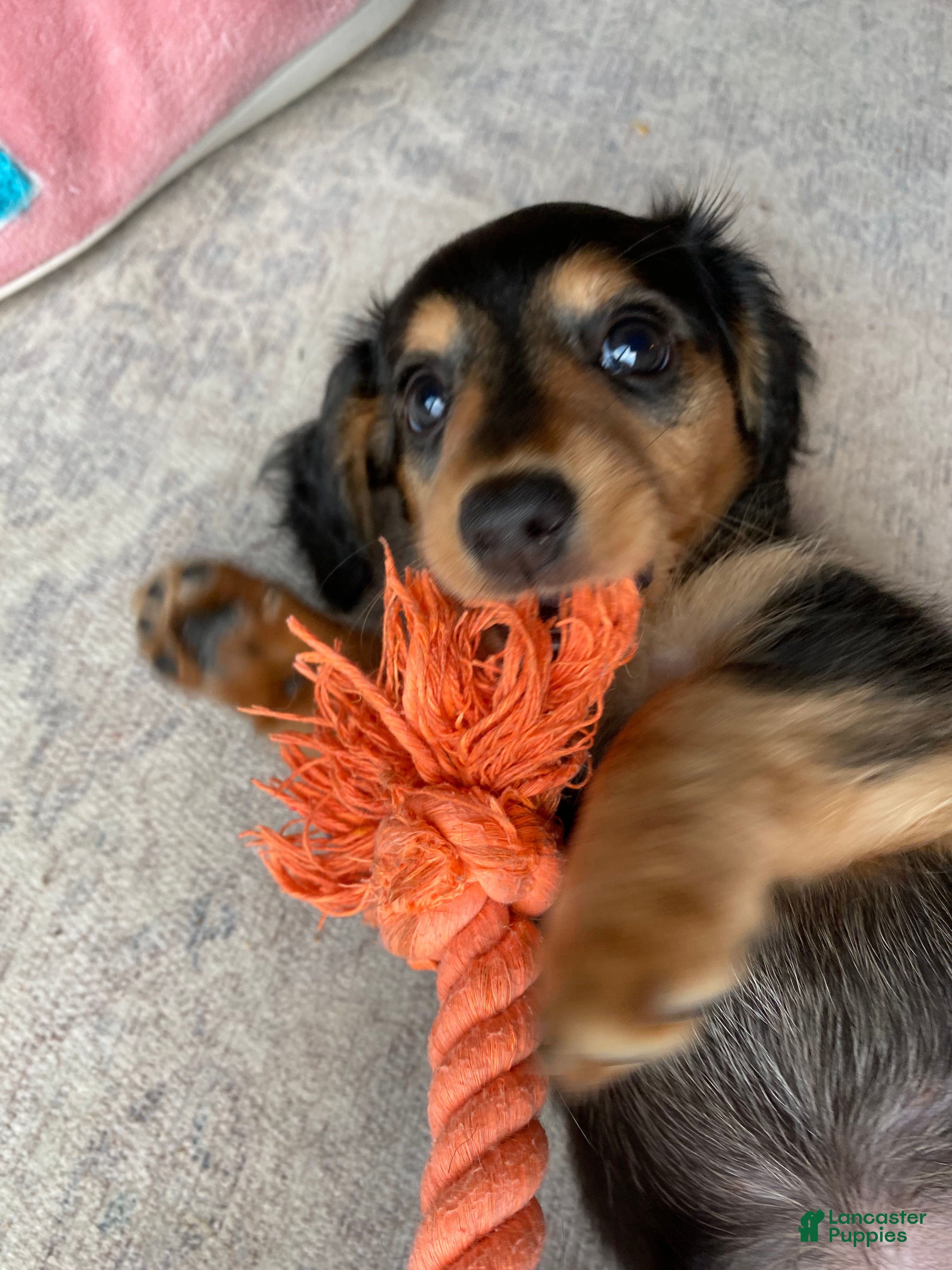 Miniature Dachshund dogs for sale: Missy - Ad 2