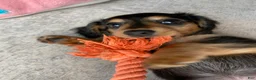 Miniature Dachshund dogs for sale: Missy - Ad 1