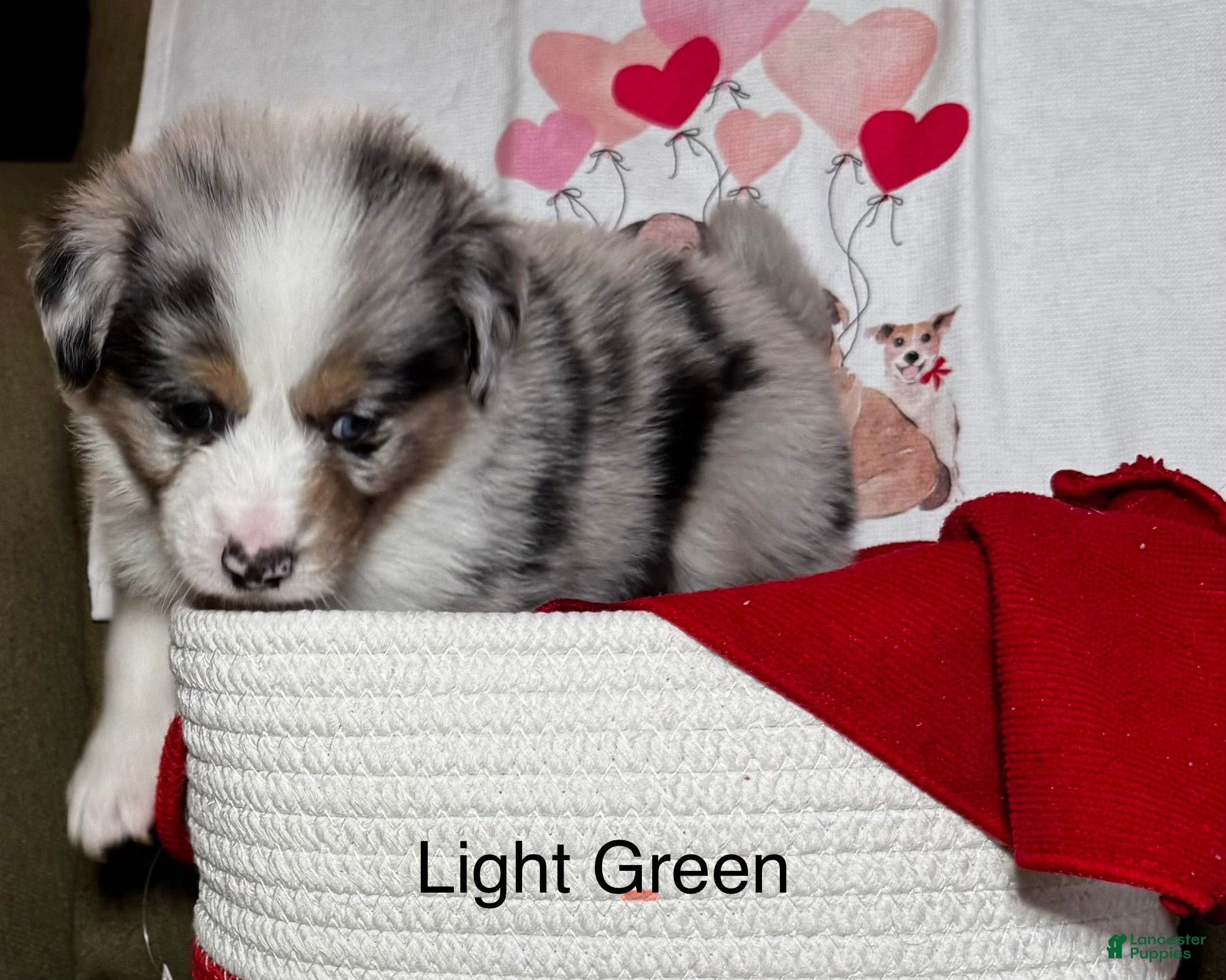 Miniature Australian Shepherd dogs Miniature Australian Shepherd Puppy 5 - Ad 41