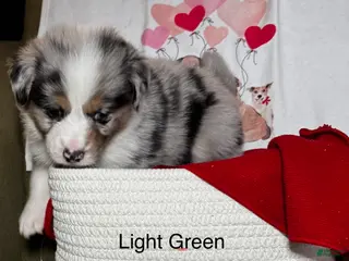 Miniature Australian Shepherd dogs Miniature Australian Shepherd Puppy 5 - Ad 38
