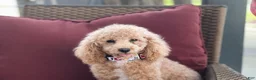 Miniature Poodle dogs for sale: Georgie - Ad 3