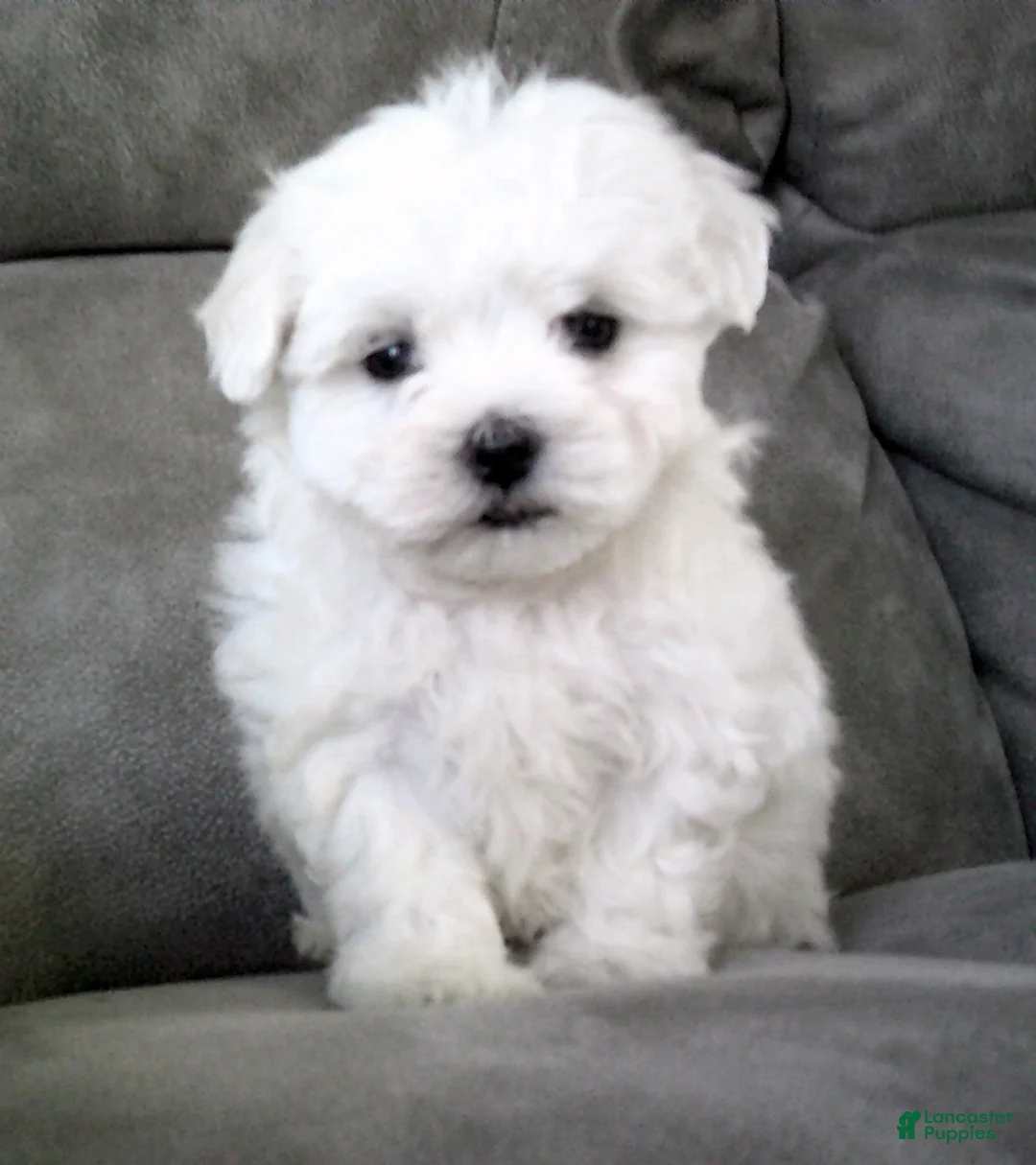 Maltese dogs for sale: Sammy - Ad 1