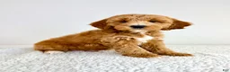 Mini Goldendoodle dogs for sale: Garrett - Ad 5